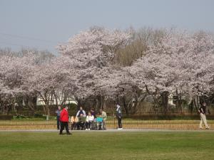 ふるさとふれあい公園桜