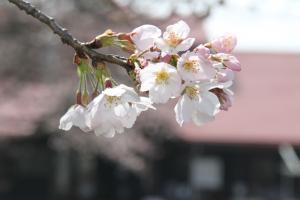sakura