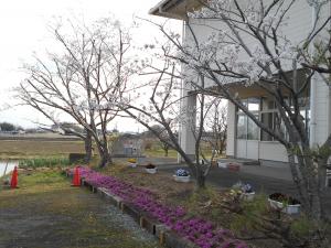 芝桜
