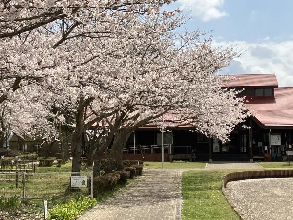 公園の桜2023